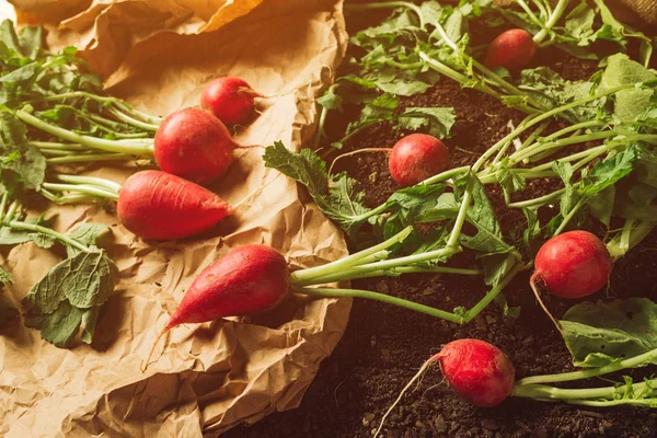 Red Garden lobak di tanah setelah panen — Stok Foto