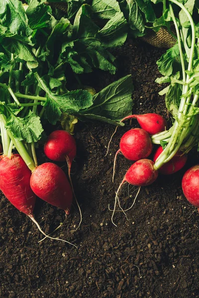 Red garden radishes on ground after harvest — Stock Photo, Image