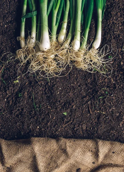 Cebolla de primavera o cebolla en el suelo del jardín, vista superior — Foto de Stock