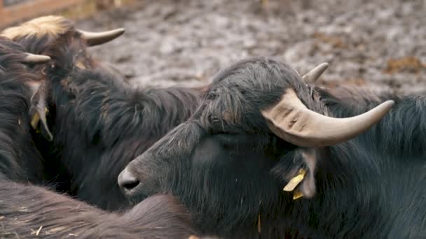 Binnenlandse Waterbuffels Bubalus Bubalis Boerderij — Stockvideo