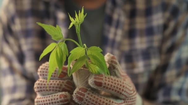 泥炭鉢で栽培する植物を調べる農家 緑の芽と土壌容器を保持する男性の庭師のクローズアップ — ストック動画