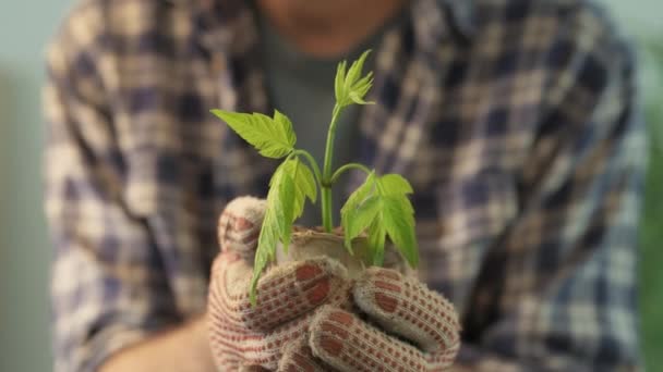 냄비에서 자라는 식물을 조사하는 새싹과 용기를 정원사 — 비디오