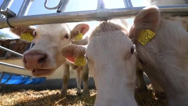 Novi Sad Serbia Maio 2019 Vacas 86Th International Agricultural Fair — Vídeo de Stock