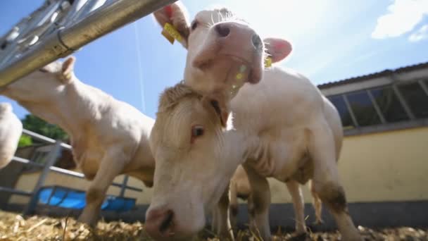 Novi Sad Serbia Maio 2019 Vacas 86Th International Agricultural Fair — Vídeo de Stock