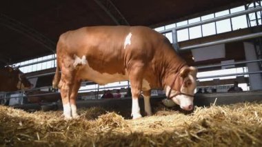 Novi Sad, Sırbistan - 12 Mayıs 2019: 1923 yılından bu yana Novi Sad Sırbistan'da düzenlenen 86. Simmental süt çiftliği sığırları fuarda sergilendi.