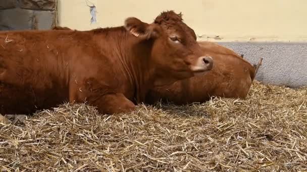 Novi Sad Serbia Mai 2019 Kühe Auf Der Internationalen Landwirtschaftsmesse — Stockvideo