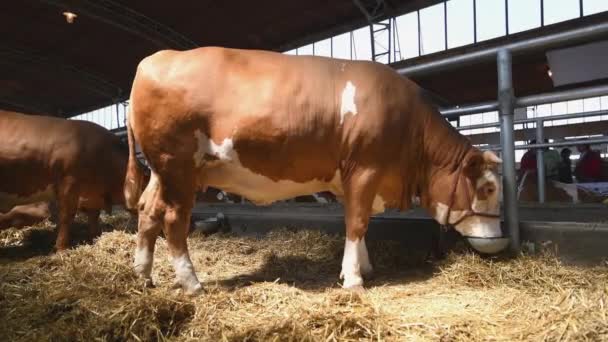 Novi Sad Serbia Mayo 2019 Vacas Feria Internacional Agrícola Novi — Vídeos de Stock