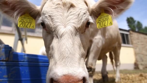 Novi Sad Serbia Mai 2019 Kühe Auf Der Internationalen Landwirtschaftsmesse — Stockvideo