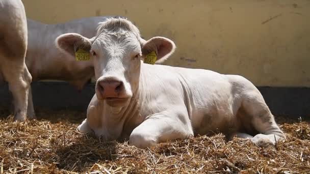 Novi Sad Serbia Mai 2019 Kühe Auf Der Internationalen Landwirtschaftsmesse — Stockvideo