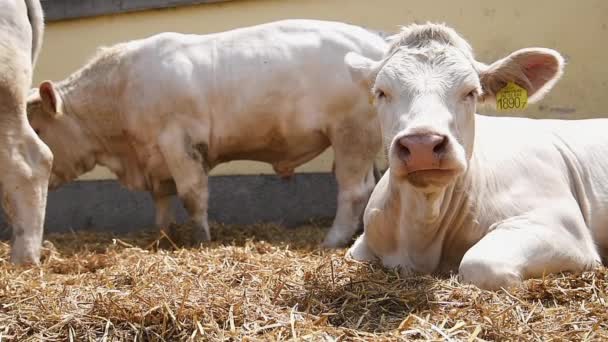 Novi Sad Serbia Mayo 2019 Vacas Feria Internacional Agrícola Novi — Vídeo de stock