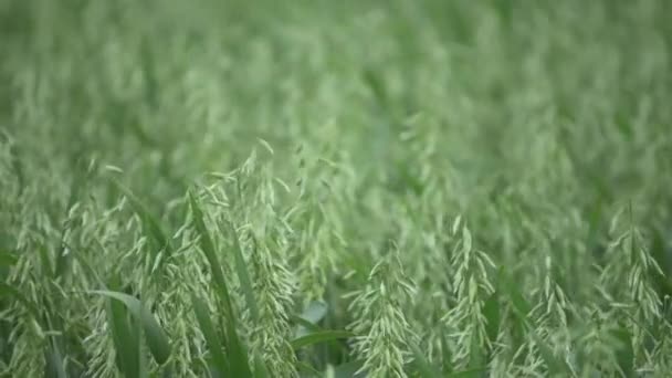 Plantação Aveia Verde Balançando Vento Campo Agrícola Cultivado — Vídeo de Stock