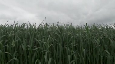 Yavaş çekimde rüzgarda sallanan yeşil yulaf ekimi, ekili tarım alanı