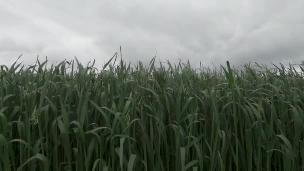 Zelená Ovesná Plantáž Houpá Větru Pomalém Pohybu Kultivovaná Zemědělská Oblast — Stock video