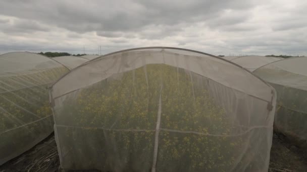 Experiência Cultivo Sustentável Orgânico Colza Condições Controladas Canola Colza Cultivada — Vídeo de Stock