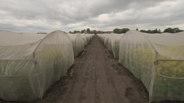 有机可持续生长油菜试验在受控条件下 油菜籽油菜籽栽培在防虫防护网壳中 — 图库视频影像