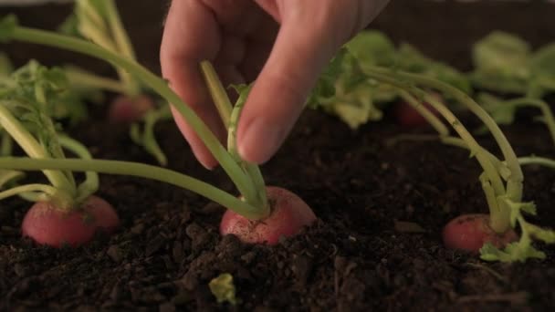 Pemeriksaan Tangan Lobak Kebun Organik Homegrown Menghasilkan Panen Slider Dolly — Stok Video