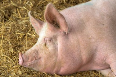 Domuz kaleminde uyuyan domuz