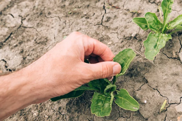 Agricultor examinando las plantas jóvenes de remolacha azucarera en el campo — Foto de Stock