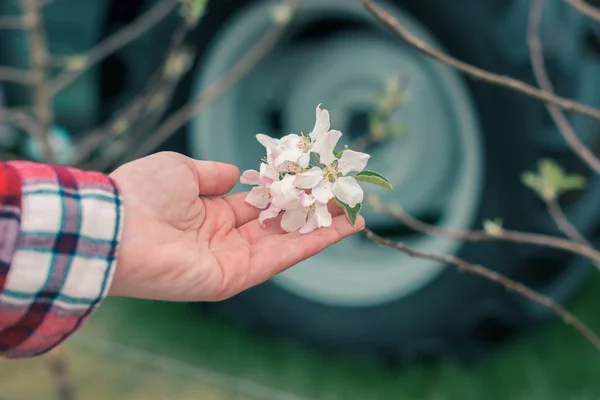 Jordbrukare undersöker fruktträd blomma i Orchard — Stockfoto