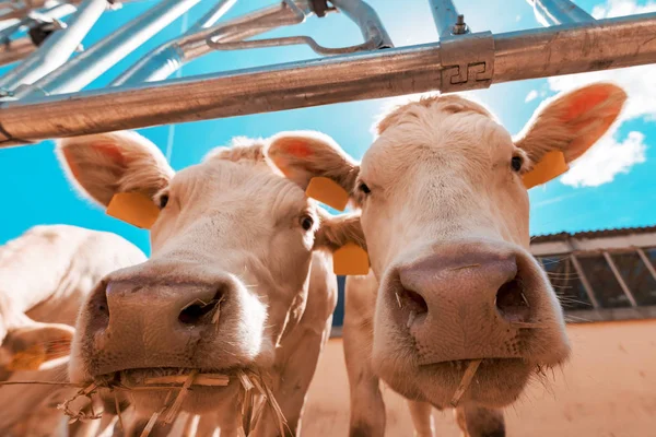 Funny curious cows on dairy cattle farm — Stock Photo, Image