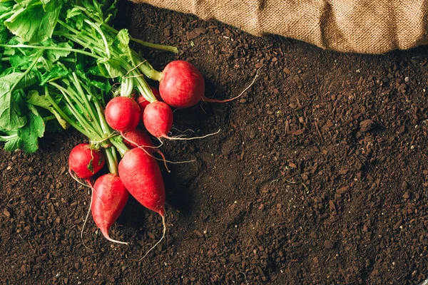 Top view of harvested garden radishes on soil — Stock Photo, Image