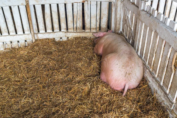 Cerdo durmiendo en pocilga — Foto de Stock