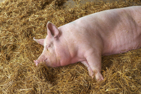Свинья спит в свинарнике

