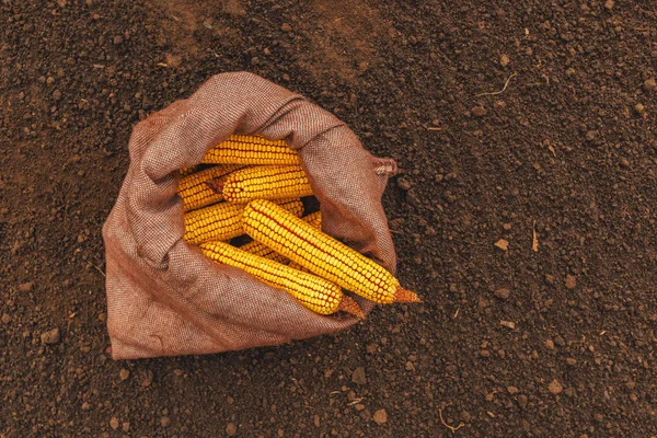 Top uitzicht van geoogste maïs Cobs in jute zak — Stockfoto