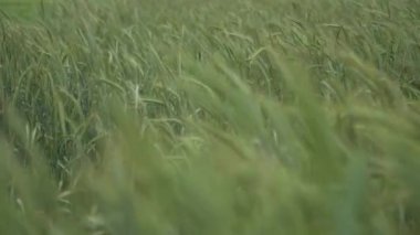 Rüzgarda sallanan arpayeşil kulakları, tahıl bitkileri ile ekili tarım alanı, yavaş hareket