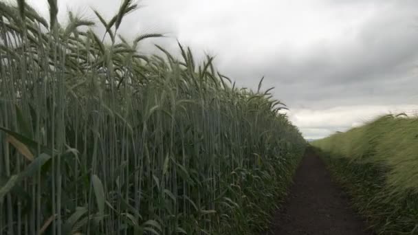 Orelhas Verdes Cevada Balançando Vento Campo Agrícola Cultivado Com Culturas — Vídeo de Stock