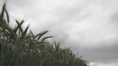 Rüzgarda sallanan arpayeşil kulakları, tahıl bitkileri ile ekili tarım alanı, yavaş hareket