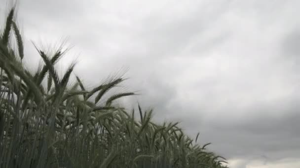 Orelhas Verdes Cevada Balançando Vento Campo Agrícola Cultivado Com Culturas — Vídeo de Stock