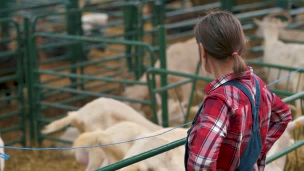 山羊饲养和养殖场的女农民检查家畜群 — 图库视频影像