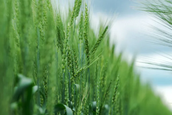 Plantacja upraw jęczmiennych — Zdjęcie stockowe