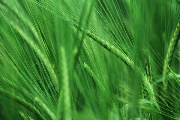 Green ears of barley — Stock Photo, Image