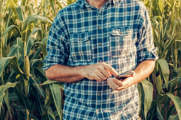 Çiftçi mısır alanında Smartphone kullanarak — Stok fotoğraf