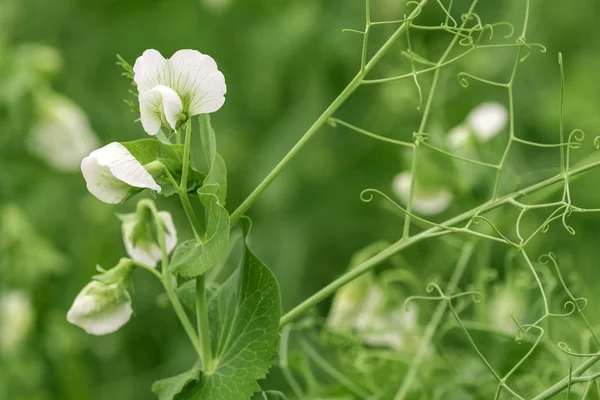 Ervilhas verdes flor e videira no jardim — Fotografia de Stock