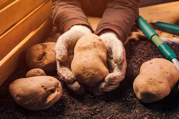 Hasat edilen organik patates yumrusunu elinde tutan gururlu çiftçi — Stok fotoğraf