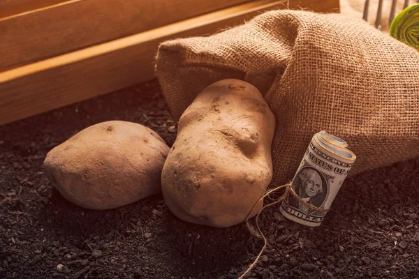 Lucro da agricultura biológica da batata — Fotografia de Stock