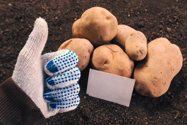 Organik patates çiftçi thumbs yukarı iş kartı Mock yukarı — Stok fotoğraf