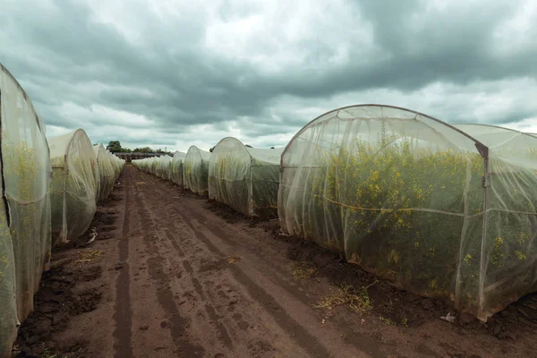 Organic sustainable growing rapeseed experiment in controlled co — Stock Photo, Image