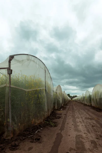 Organic sustainable growing rapeseed experiment in controlled co — Stock Photo, Image