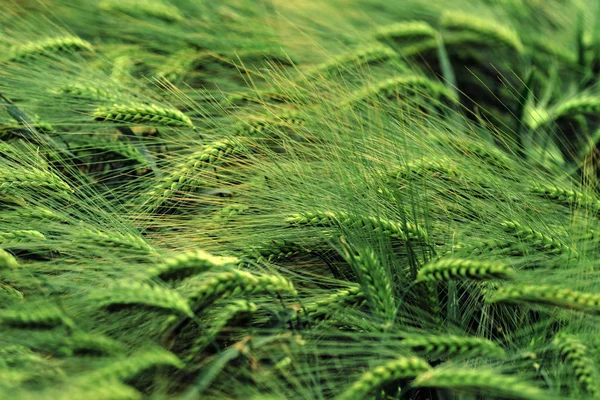 Daun telinga gandum di pertanian organik — Stok Foto