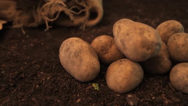 Tubérculos Patata Orgánico Cultivado Localmente Concepto Producción Alimentos Pila Rizoma — Vídeo de stock