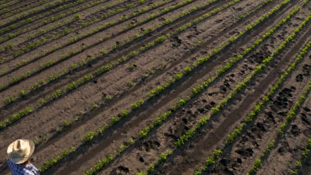 农民站在种植大豆田里观察作物发展 从无人机Pov的高角度视角 — 图库视频影像