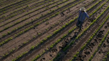 Çiftçi ekili soya tarlasında duran ve bitkileri geliştirme gözlemleyerek, drone pov yüksek açı görünümü