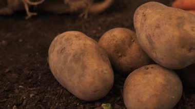 Patates yumrular ve havuç, organik yerel olarak yetiştirilen gıda üretim konsepti, bahçe topraküzerinde hasat rizom yığını