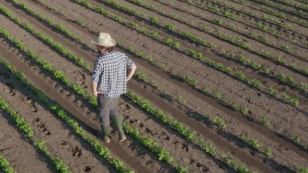 栽培大豆畑を歩く農家 作物開発を観察 ドローンポブからの高角図 — ストック動画