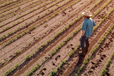 Çiftçi ekili soya tarlasında ayakta, yüksek açı görünümü