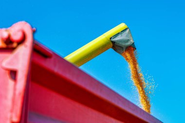 Hasattan sonra sepete mısır çekirdekleri dökme